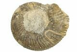 Bajocian Ammonite (Procerites) Fossil - France #249039-1